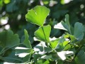 Ginkgo biloba