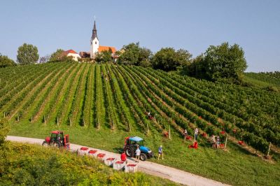 Trgatev Puklavec Family Wines