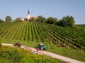 Trgatev Puklavec Family Wines