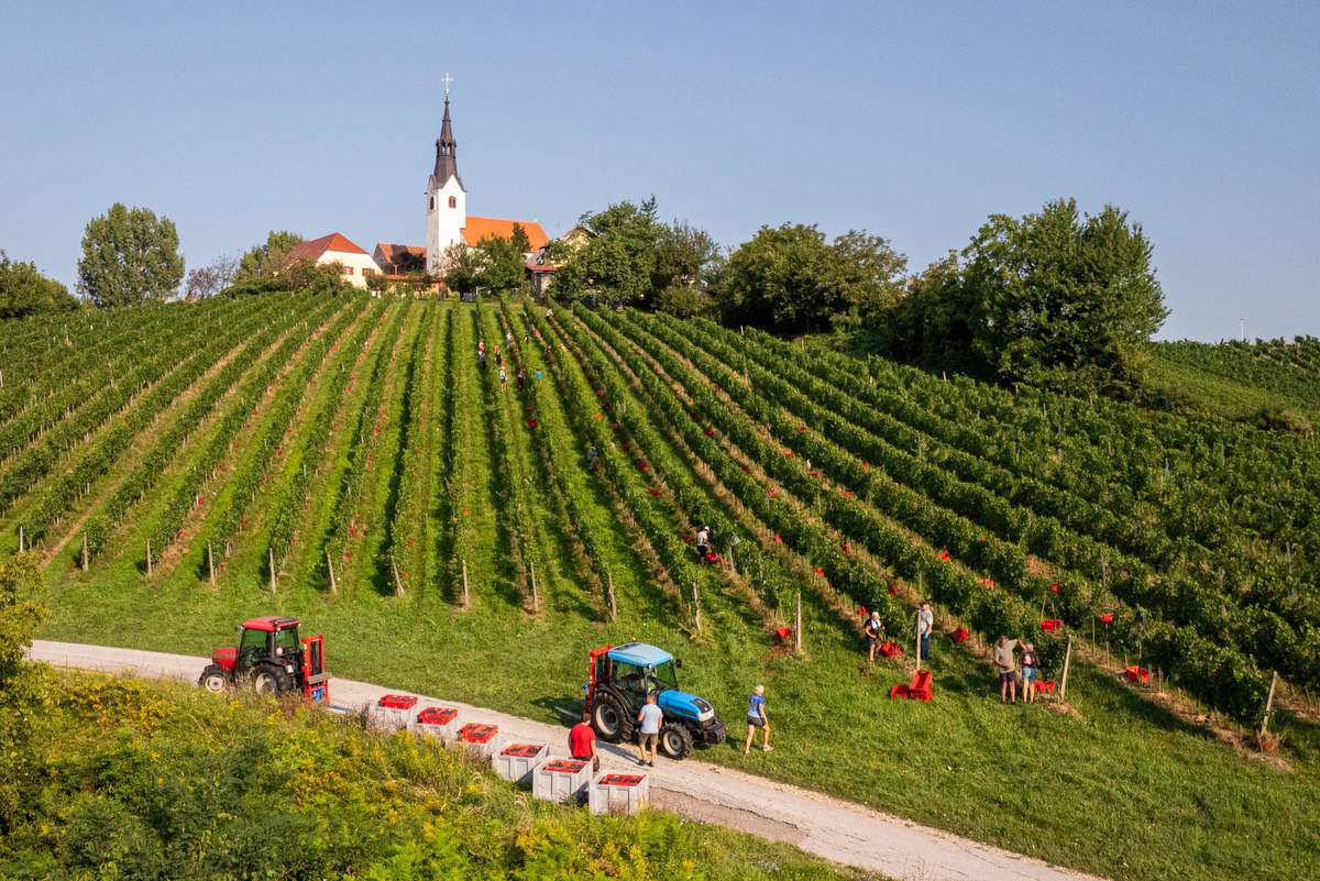 Trgatev Puklavec Family Wines