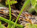 Ličinke Fungus gnat