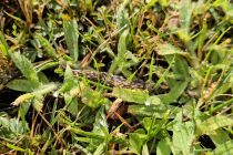 Ličinke Fungus gnat