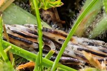 Ličinke Fungus gnat