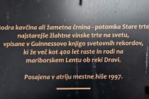 Prleška brotva