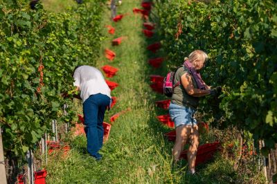 Trgatev Puklavec Family Wines