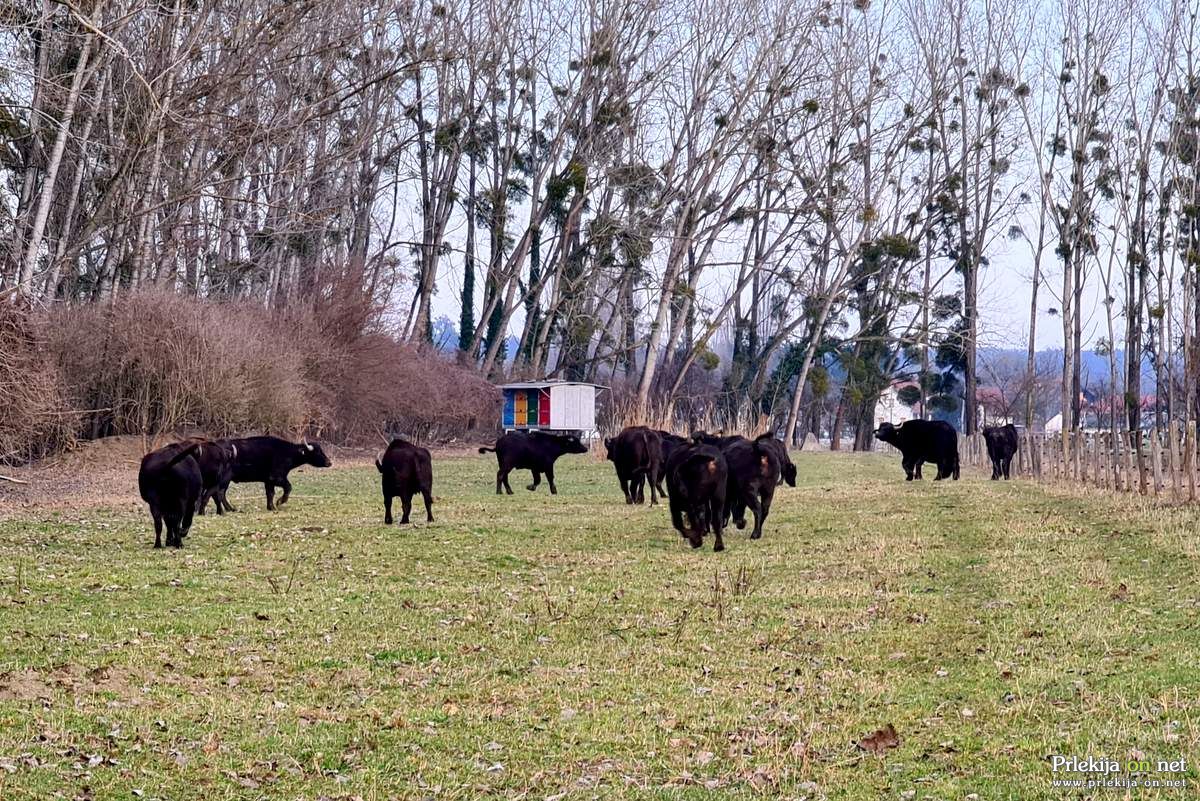 Naravni rezervat Ormoške lagune