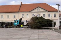 Postavljanje smreke v Ljutomeru