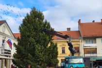 Postavljanje smreke v Ljutomeru