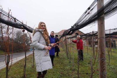 Vincekov rez v Mestnem vinogradu Ormož