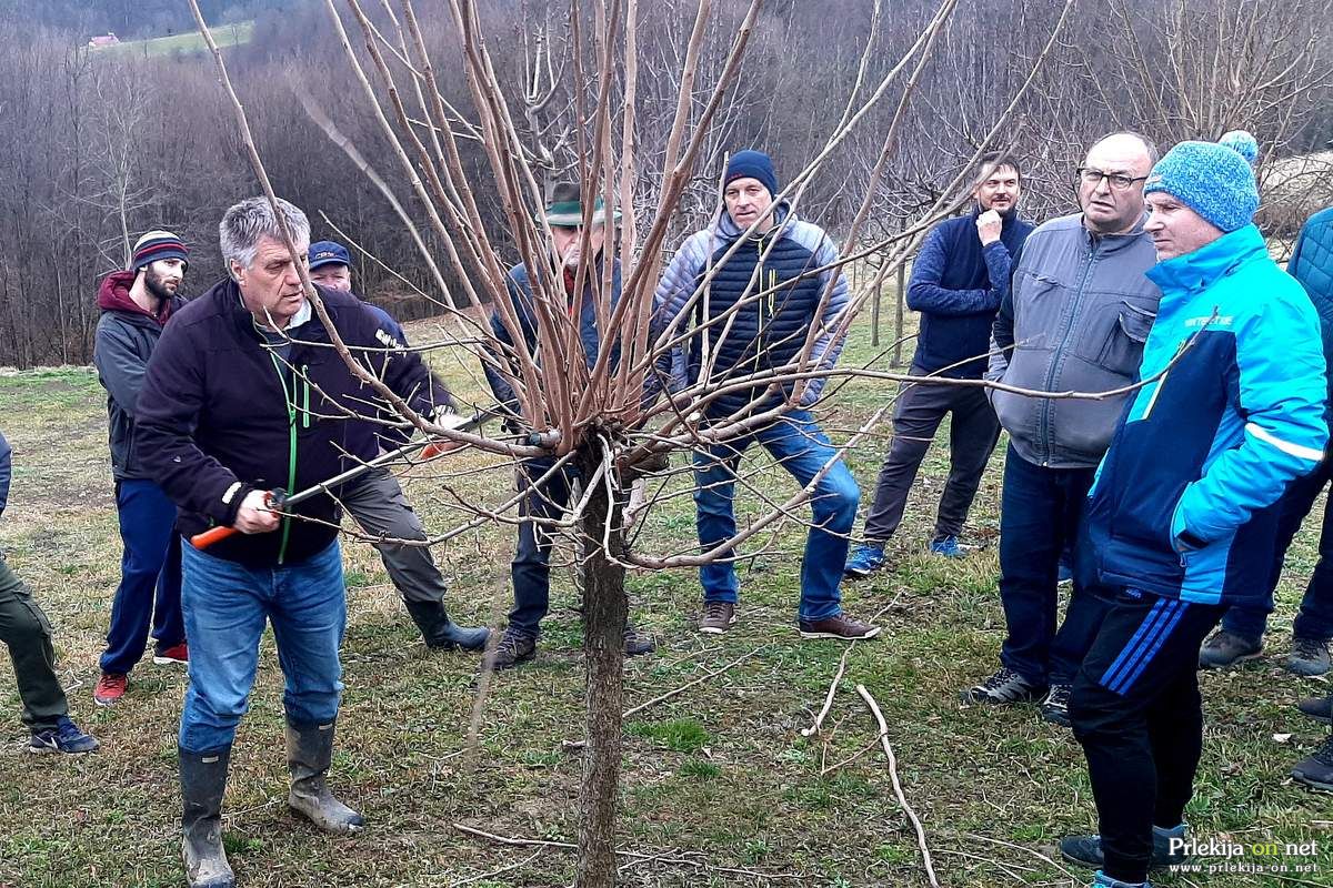 Obrezovanje sadnega drevja