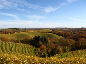 Kakšna je prihodnost našega vinorodnega okoliša?