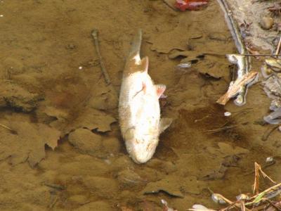 Ribe so poginile v reki Ščavnici v naselju Gajševci