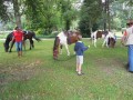 Privez konjev v parku
