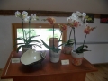 Razstava orhidej v Veržeju